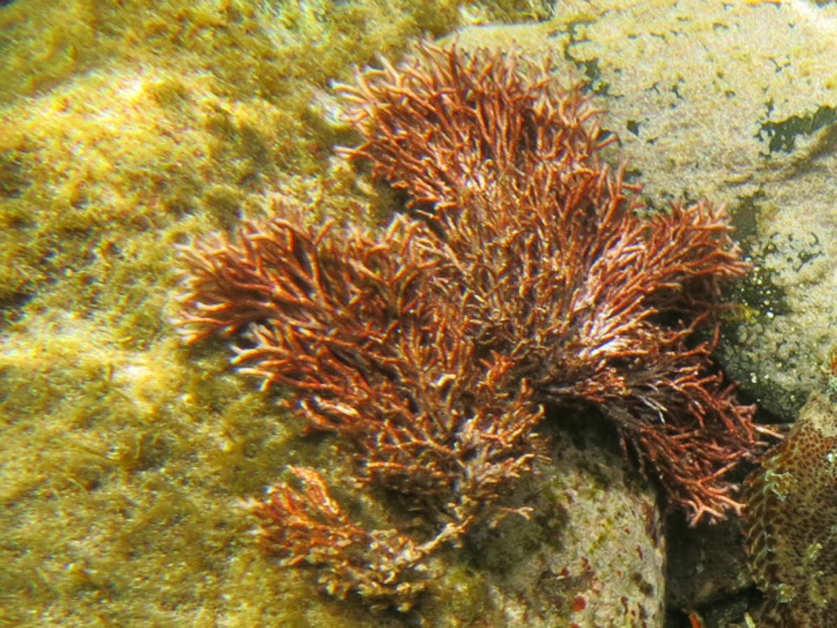Alga marina