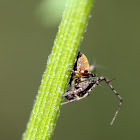 Dome Headed Lynx Spider