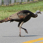 Florida wild turkey