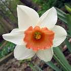 Long-cupped Narcissus