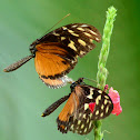 Cortejo de mariposas