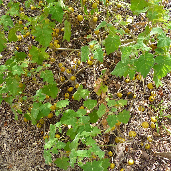 Florida Invasives Project Noah