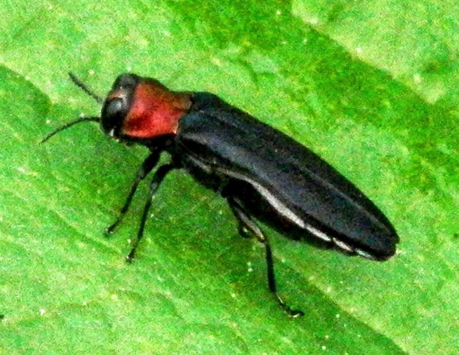 Red-necked Cane Borer