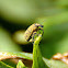 yellow weevil
