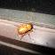 Masked Chafer Beetle
