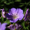 Wood cranesbill