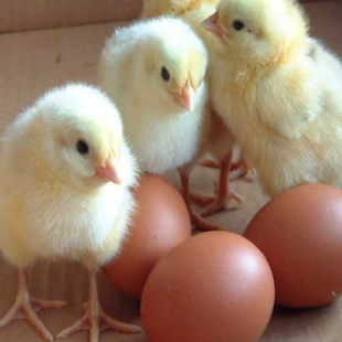 Free Download بورصة الكتاكيت والبط APK