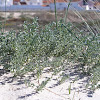 Coastal medick or sea medick.