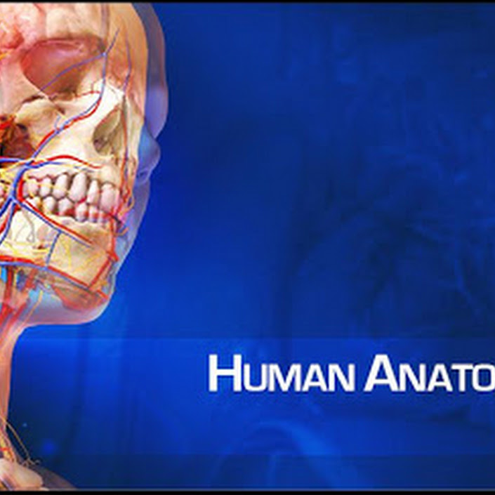 Download - Human Anatomy Atlas v2.5.2