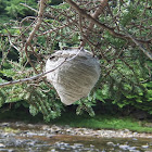 Alarming wasp's nest