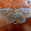 Geometrid Moth