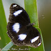 Great Eggfly Butterfly