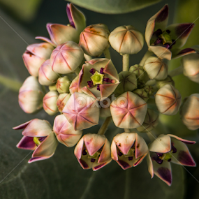 by Mohammad Alqorashi - Flowers Flower Buds
