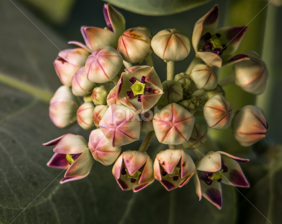 by Mohammad Alqorashi - Flowers Flower Buds