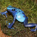 Blue poison frog
