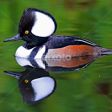 Great Reflections! by Anthony Goldman -  