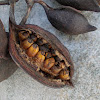 Kurrajong tree & seeds (Βραχυκίτωνας)