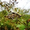 Elegant grasshopper nymph