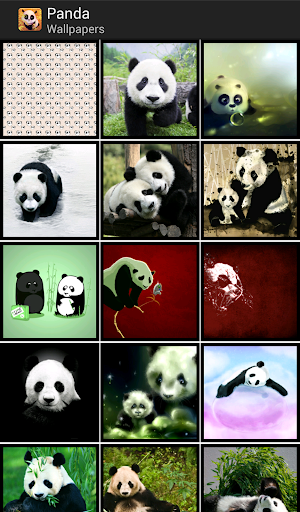 Pandas - HD Wallpapers