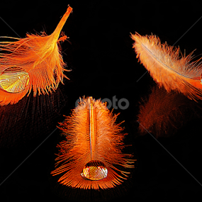 by Pinaki Ghosh - Artistic Objects Other Objects