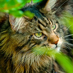 Hunter by Luana Racan - Animals - Cats Portraits