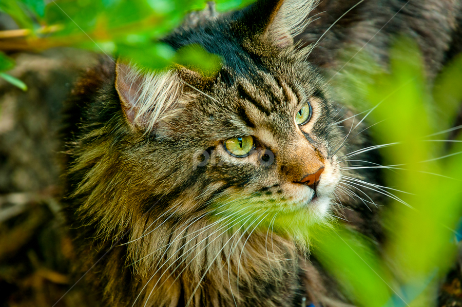 Hunter by Luana Racan - Animals - Cats Portraits