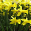 Peeping Tom Daffodil