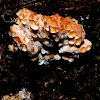 Wood-rotting fungus