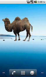 Camel Sticker poster 2
