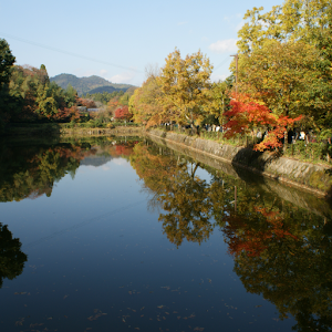 Japan :Autumn leaves of Ogura 5.01