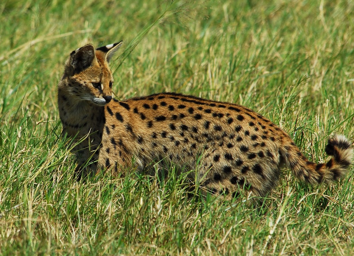 Serval; in Swahili-Mondo, Kisongo