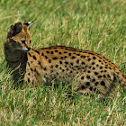 Serval; in Swahili-Mondo, Kisongo