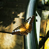 Brown Clipper Butterfly