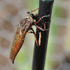 Dusted Robber Fly
