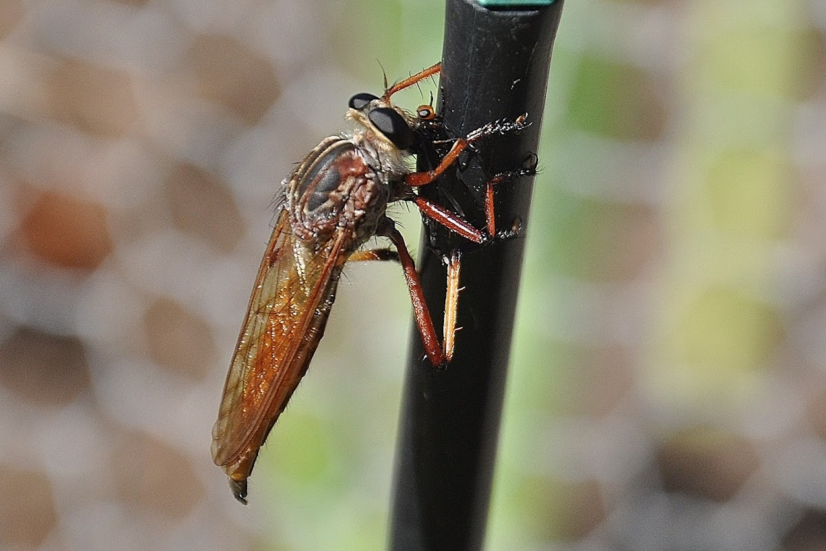 Dusted Robber Fly