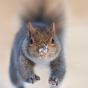 Squirrel by Stefano Ronchi - Uncategorized All Uncategorized