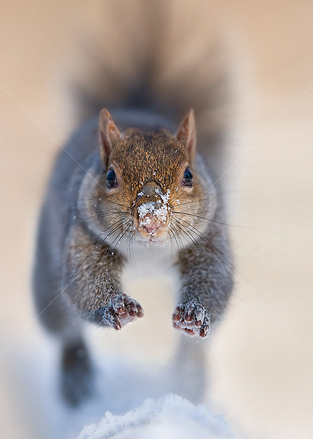Squirrel by Stefano Ronchi - Uncategorized All Uncategorized