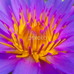 by Kelvin Po - Flowers Single Flower