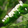 Tobacco hornworm