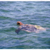 Logger Head Sea Turtle