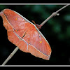 Tassar Silk Moth