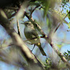 Palm Warbler (immature female)
