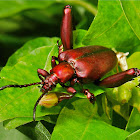 Frog-legged Leaf Beetle