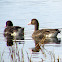 White-fronted Goose