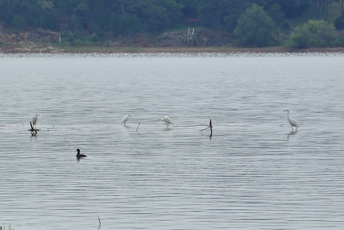 Great Egret, Snowy Egrets and American Coot (fishing)