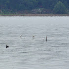 Great Egret, Snowy Egrets and American Coot (fishing)