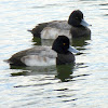 Lesser Scaup