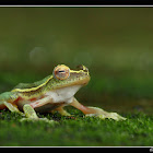 Winged Gliding Frog - male