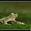 Winged Gliding Frog - male