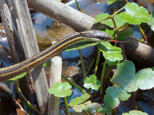 Common Ribbonsnake | Project Noah